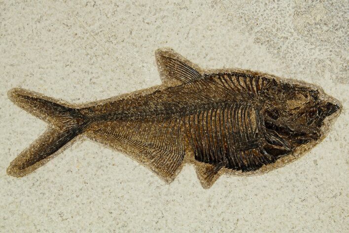 Detailed Fossil Fish (Diplomystus) - Wyoming #327809